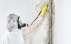 Best Mold Prevention Services in Arcola, IL